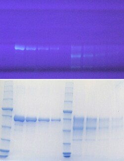 G-Biosciences THE RAMYLASE PROJECT: CHARACTERIZING PROTEINS BY PAGE, 8