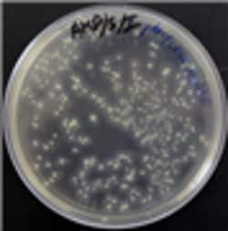G-Biosciences THE RAMYLASE PROJECT: TRANSFORMATION OF E. COLI WITH P-AMYLASE,