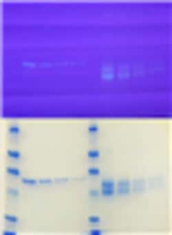 G-Biosciences THE RAMYLASE PROJECT: CHARACTERIZING PROTEINS BY PAGE, 8