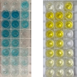 G-Biosciences THE RAMYLASE PROJECT: DIRECT ELISA OF BACTERIAL ALPHA-AMYLASE,