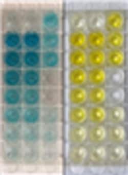 G-Biosciences THE RAMYLASE PROJECT: DIRECT ELISA OF BACTERIAL ALPHA-AMYLASE,