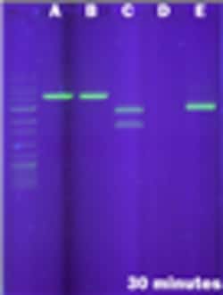 G-Biosciences THE RAMYLASE PROJECT: RESTRICTION DIGESTION TO VERIFY THE