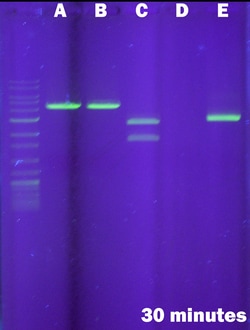 G-Biosciences THE RAMYLASE PROJECT: RESTRICTION DIGESTION TO VERIFY THE
