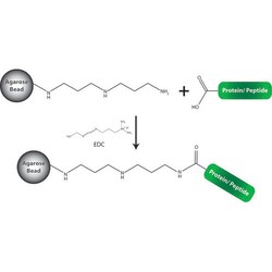 G-Biosciences CARBOXYL COUPLING RESIN (IMMOBILIZED DADPA (DIAMINODIPROPYLAMINE)),
