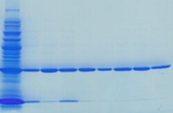 G-Biosciences COLLOIDAL BLUE STAIN, 1L, Quantity: Each of 1