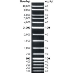 G-Biosciences DNAMARK 1KB PLUS MARKER, 50UG, Quantity: Each of 1