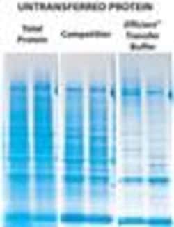 G-Biosciences EFFICIENT WESTERN TRANSFER BUFFER [20X], 1 L, Quantity: Each