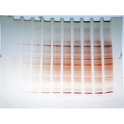 G-Biosciences FASTsilver Kit, 25 Mini Gels, Quantity: Each of 1