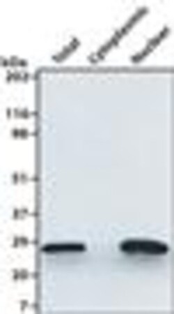 G-Biosciences femtoLUCENT PLUS-HRP Chemiluminescent reagents only, 100ml,