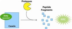G-Biosciences FLUORO PROTEASE ASSAY, 1000 ASSAYS, Quantity: Each of 1