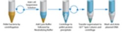 G-Biosciences THE RAMYLASE PROJECT: USING A MINIPREP KIT FOR PLASMID ISOLATION,