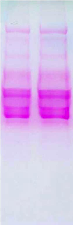 G-Biosciences GLYCOPROTEIN STAINING KIT, 10 MINI GELS, Quantity: Each of