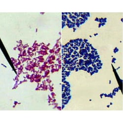 G-Biosciences BACTERIAL GRAM STAINING, FOR 8 GROUPS OF 2-4 OR 16-32 STUDENTS,