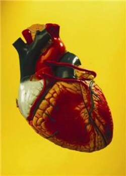 G-Biosciences HUMAN HEART LEFT VENTRICLE NORMAL GENLYSATE , 150µG, Quantity: