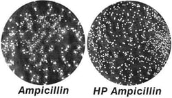 G-Biosciences HP AMPICILLIN [1000X], 10 X 500µL, Quantity: Pack of 10