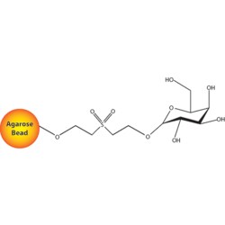 G-Biosciences IMMOBILIZED D-GALACTOSE, 5ML RESIN, Quantity: Each of 1