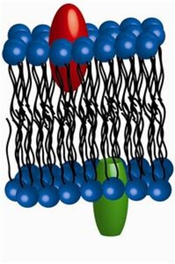 G-Biosciences FATTY ACIDS, LIPIDS AND MEMBRANES, FOR 6 GROUPS OF 4-5 OR