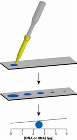 G-Biosciences DEVELOPING TRAYS, 2, Quantity: Each of 1