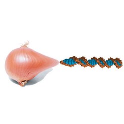 G-Biosciences Onion Genomic DNA Isolation, for 6 groups of 4-5 or 24-30