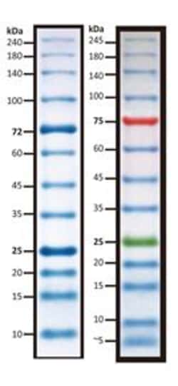 G-Biosciences BLUE PRESTAINED PROTEIN LADDER, Quantity: Each of 1