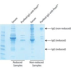 G-Biosciences Pearl IgG Purification (Spin Format) Kit, For 25mg IgG, Quantity: