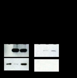 G-Biosciences PICOLUCENT PLUS-HRP CHEMILUMINESCENT REAGENTS ONLY, 100ML