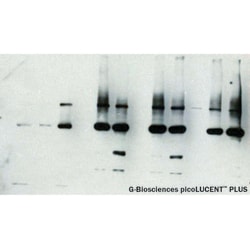 G-Biosciences PICOLUCENT PLUS-HRP CHEMILUMINESCENT REAGENTS ONLY, 100ML