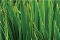 G-Biosciences PROTEASEARREST FOR PLANT [100X], 1ML, Quantity: Each of 1