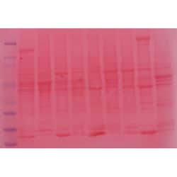 G-Biosciences PONCEAU S STAIN; 0.1%, 250ML, Quantity: Each of 1