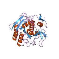 G-Biosciences LONGLIFE PROTEINASE K [5MG/ML], 2 X 0.5ML, Quantity: Each