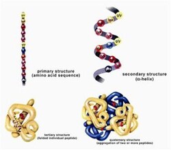G-Biosciences PROTEIN STRUCTURE ANALYSIS, FOR 6 GROUPS OF 4-5 OR 24-30