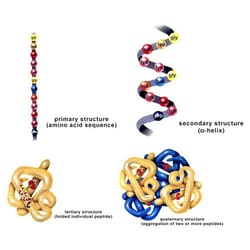 G-Biosciences PROTEIN STRUCTURE ANALYSIS, FOR 6 GROUPS OF 4-5 OR 24-30
