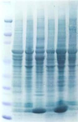G-Biosciences SWIFT MEMBRANE STAIN , FOR 20 BLOTS, Quantity: Each of 1