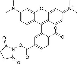 G-Biosciences ONEQUANT TAMRA, 8 X 0.5MG, Quantity: Pack of 8