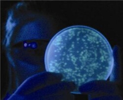 G-Biosciences BACTERIAL TRANSFORMATION, FOR 6 GROUPS OF 4-5 OR 24-30 STUDENTS,