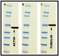 G-Biosciences WESTERN REPROBE [5X], 100ML, Quantity: Each of 1
