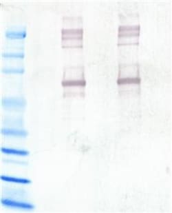 G-Biosciences WESTERN BLOT ANALYSIS, FOR 6 GROUPS OF 4-5 OR 24-30 STUDENTS,