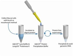 G-Biosciences XIT GENOMIC DNA FROM BUCCAL CELLS WITH COLLECTION BRUSHES,