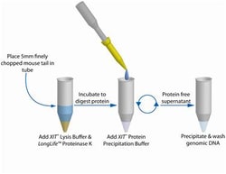 G-Biosciences XIT GENOMIC DNA FROM MOUSE TAIL, FOR 125MM MOUSE TAIL, Quantity: