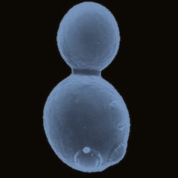 G-Biosciences FAST YEAST TRANSFORMATION , 120 PREPS, Quantity: Each of