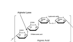 Sigma Aldrich Fine Chemicals Biosciences Alginate Lyase | 9024-15-1 | MFCD03454593