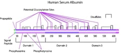 Sigma Aldrich Fine Chemicals Biosciences Albumin from human serum | 70024-90-7