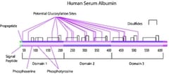 Sigma Aldrich Fine Chemicals Biosciences Albumin from human serum,  70024-90-7, MFCD00081418, 1g