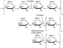 Sigma Aldrich Fine Chemicals Biosciences α-Amylase from Bacillus amyloliquefaciens,