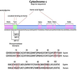 Sigma Aldrich Fine Chemicals Biosciences Cytochrome c from equine heart | 9007-43-6 | MFCD00130890 | 10 mg