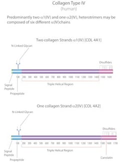 Sigma Aldrich Fine Chemicals Biosciences Collagen from human placenta Bornstein