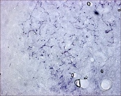 Sigma Aldrich Fine Chemicals Biosciences Anti-Calcitonin Gene Related Peptide