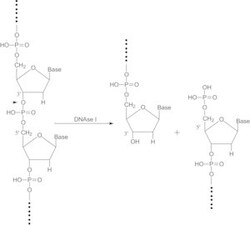Sigma Aldrich Fine Chemicals Biosciences Deoxyribonuclease I from bovine