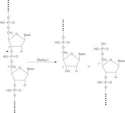 Sigma Aldrich Fine Chemicals Biosciences&nbsp;Deoxyribonuclease I from bovine pancreas Type II, lyophilized powder, Protein ≥80 %, ≥2,000 units/mg protein | 9003-98-9 | MFCD00130918 | 40ku