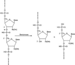 Sigma Aldrich Fine Chemicals Biosciences Benzonase Nuclease, 9025-65-4,